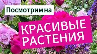 Про лаванду, гортензии, тимьяны, магнолии и еще 60000 красивых растений.