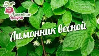 Лимонник весной #urozhainye_gryadki