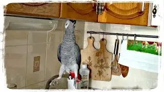 ПРИКОЛЫ С ПОПУГАЯМИ, приколы с животными | FUNNY PARROTS, fun with animals 