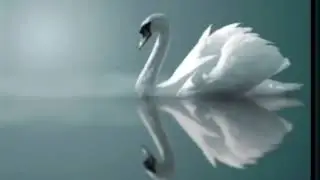 Одинокая Лебедь в пруду