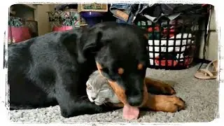 ПРИКОЛЫ С ЖИВОТНЫМИ, приколы с котами и собаками | FUN WITH ANIMALS, funny cat and dog 