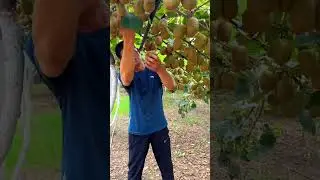 Kiwi 🥝 Harvest 