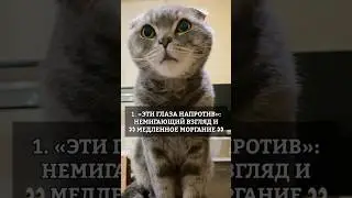 Что делает кот для любимого человека?