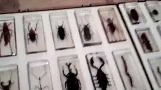 Real life bugs and insects full collection