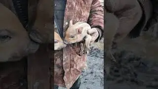 Сладкие барсуки