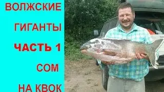 Волжские гиганты 1 - ловля сома на квок видео, квок на сома!
