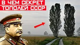 Зачем в СССР везде высаживали тополя? Секрет раскрыт!