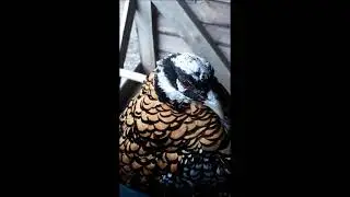Королевский фазан.Драки у фазанов!