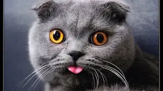 Как снять кота с дерева