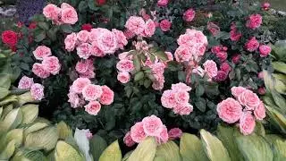 ✿➽ Роза Кимоно в нашем саду  🌺🌿Сезон 2019