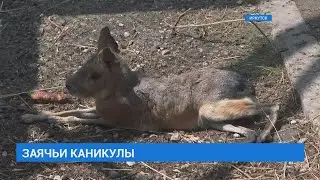 Патагонский заяц по кличке Марик