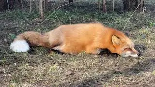 Алиса - лиса. Ловим солнечные лучи