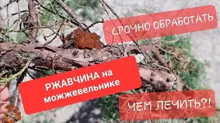 ‼️РЖАВЧИНА на можжевельнике! Обработка от ржавчины! Чем и как лечить?!