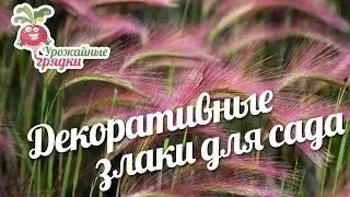 Декоративные злаки для сада 
