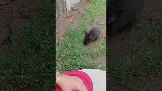 Кролики. Переезд маток и крольчат на новое место. часть 1
