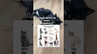 Я СИАМСКИЙ КОТ ПО ЗЗ, А ВЫ?🤔