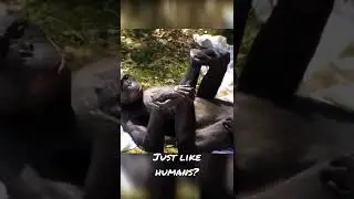 Just like humans ?