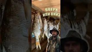 Как правильно сушить рыбу - головой вверх или вниз