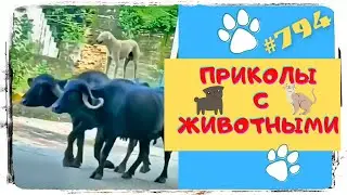 Приколы про Животные 😹 Приколы с Животными 😁 Funny Animals 🙈 Funny Animals Compilation