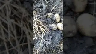 Картофельная башня. Собираем урожай.