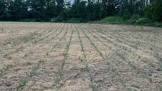 dry as F$