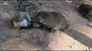 OMG ! Very bad monkey, Popeye Nasty bite Sasha so hard, Young mom cry loudly.