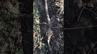 Борьба с мышами на клубнике 