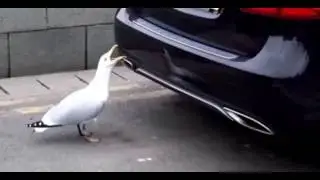 ЧАЙКА И БАМПЕР