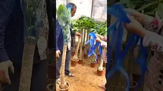 Plant & Flower Bagging Techniques 