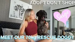 WE ADOPTED A 70KG DOG