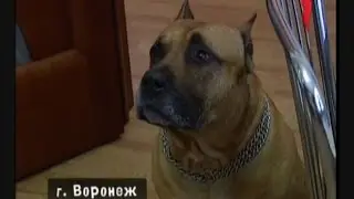Сергей и Дик на канале 