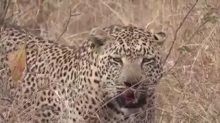 ✔Звери в природе! Леопард убивает гепарда  Leopard kills cheetah