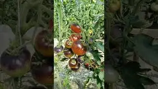 Томат Яркий самоцвет