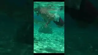 SWIMMING WITH SHARKS 🦈