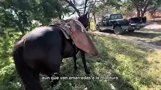 RANCHOLAROSA. Vestimenta de los vaqueros de antaño al lazar en el monte ganado.