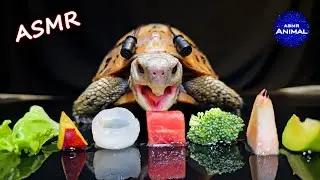 Relaxing ASMR Eating Food Mukbang for Sleep ✨ Turtle Tortoise 167