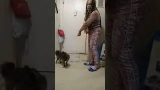 service Dog training from scratch for search part 2