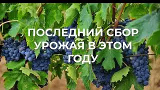 Последний сбор урожая в этом году 2