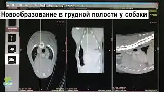 Новообразование в грудной полости у собаки.  До и после оперативного лечения.