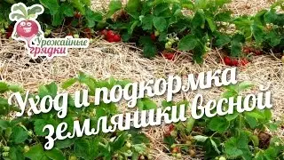 Уход и подкормка земляники весной #urozhainye_gryadki
