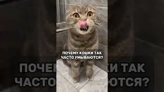 Почему кошки много умываются?