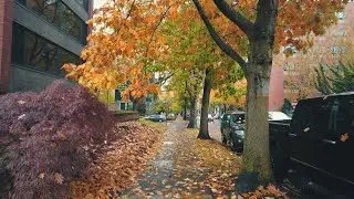 Northwest Portland Rain Walk Fall 2023 Binaural Audio 4K