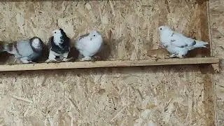 Агасиевская птица в Воронеже
