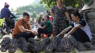 Zon sold piglets at the market to get money to buy gifts for Vang Hoa