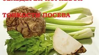 Рассада сельдерея корневого Есть секрет успешного выращивания  Делюсь
