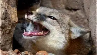 fox sound effect - fox sound at night