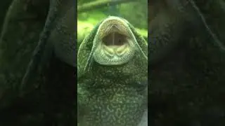 рыбий мир