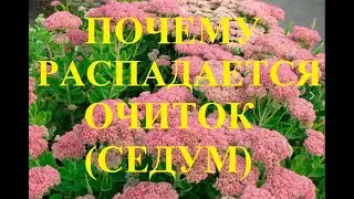 Почему распадается Очиток ( Седум)