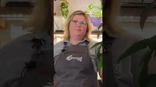 Когда сеять перцы и баклажаны 