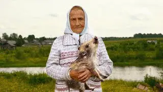 Одинокая бабушка принесла из леса маленького кабанчика. И когда он вырос то...
